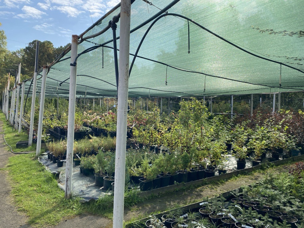 Уполномоченный главы Пушкинского выполнила наказ жителей Ивантеевки: во дворе на Фабричном проезде высадят голубые ели и гортензии