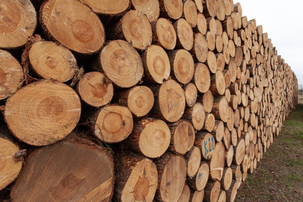 В Новосибирской области обнаружена многомиллионная контрабанда леса