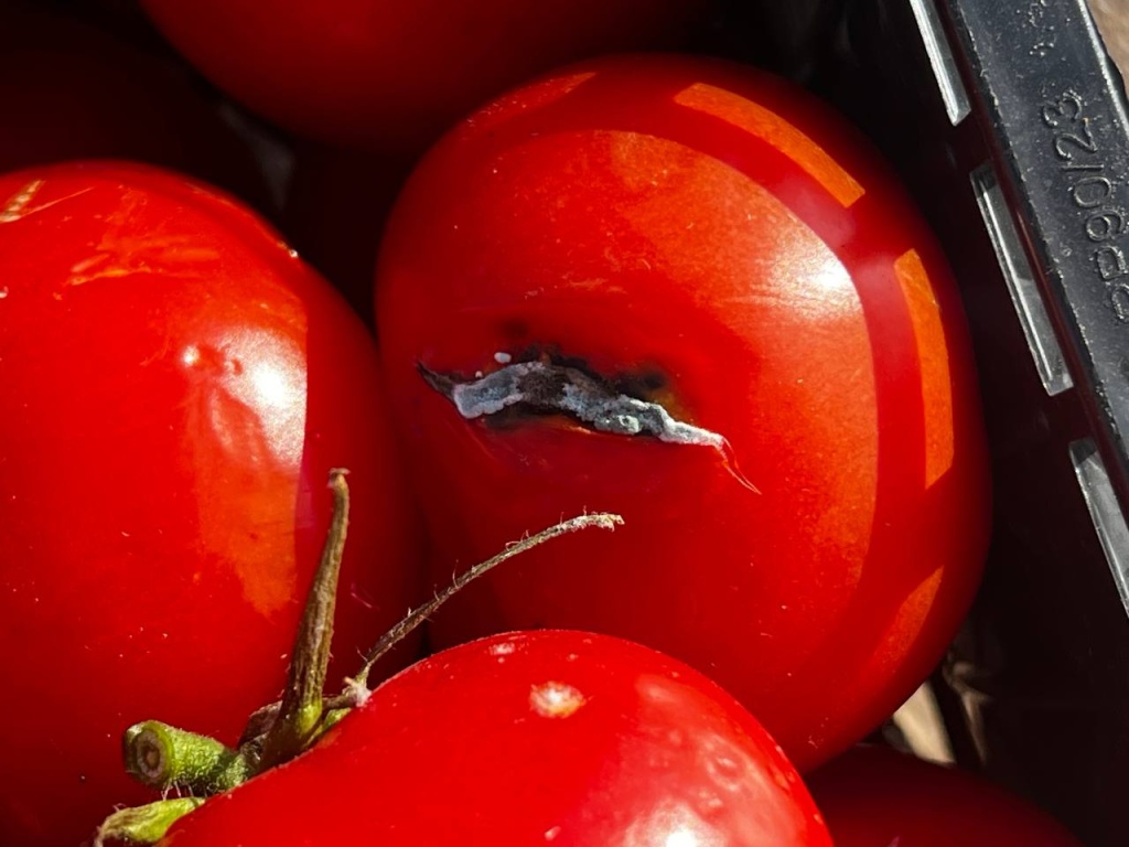 В Новосибирске у нелегальных торговцев изъяли около тонны овощей и фруктов